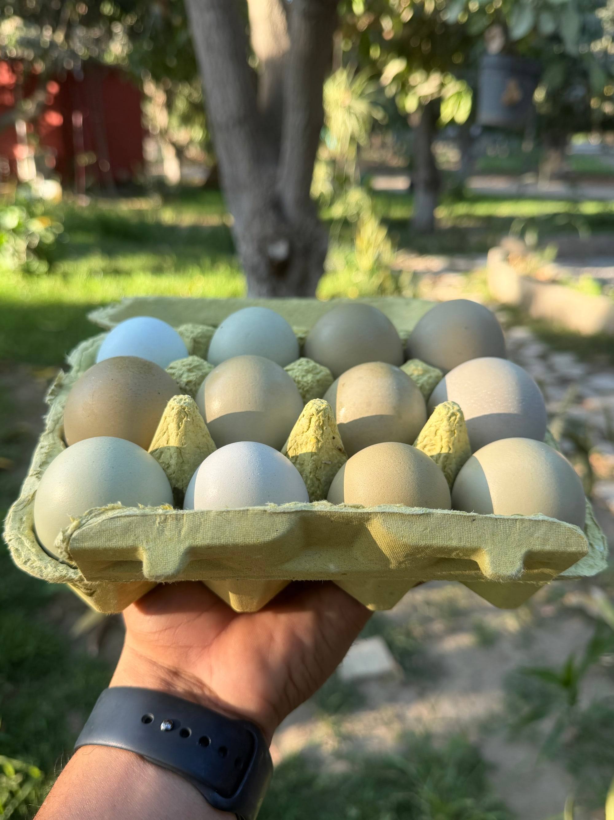 A carton of Orchard eggs in soft sage and cream, held in the orchard.