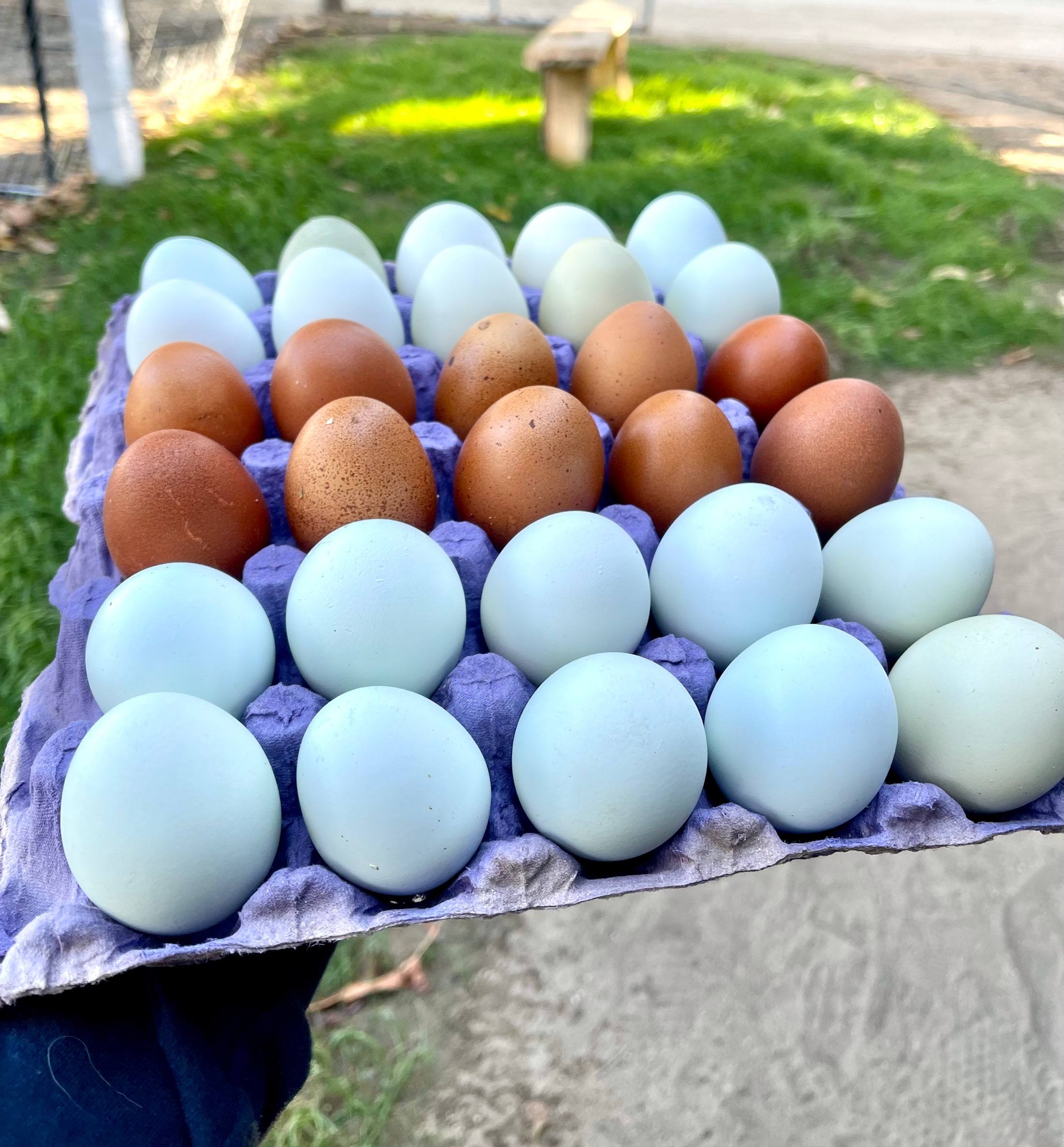 A tray of Orchard eggs held in one hand, pale blue-green shells beside deep brown ones.