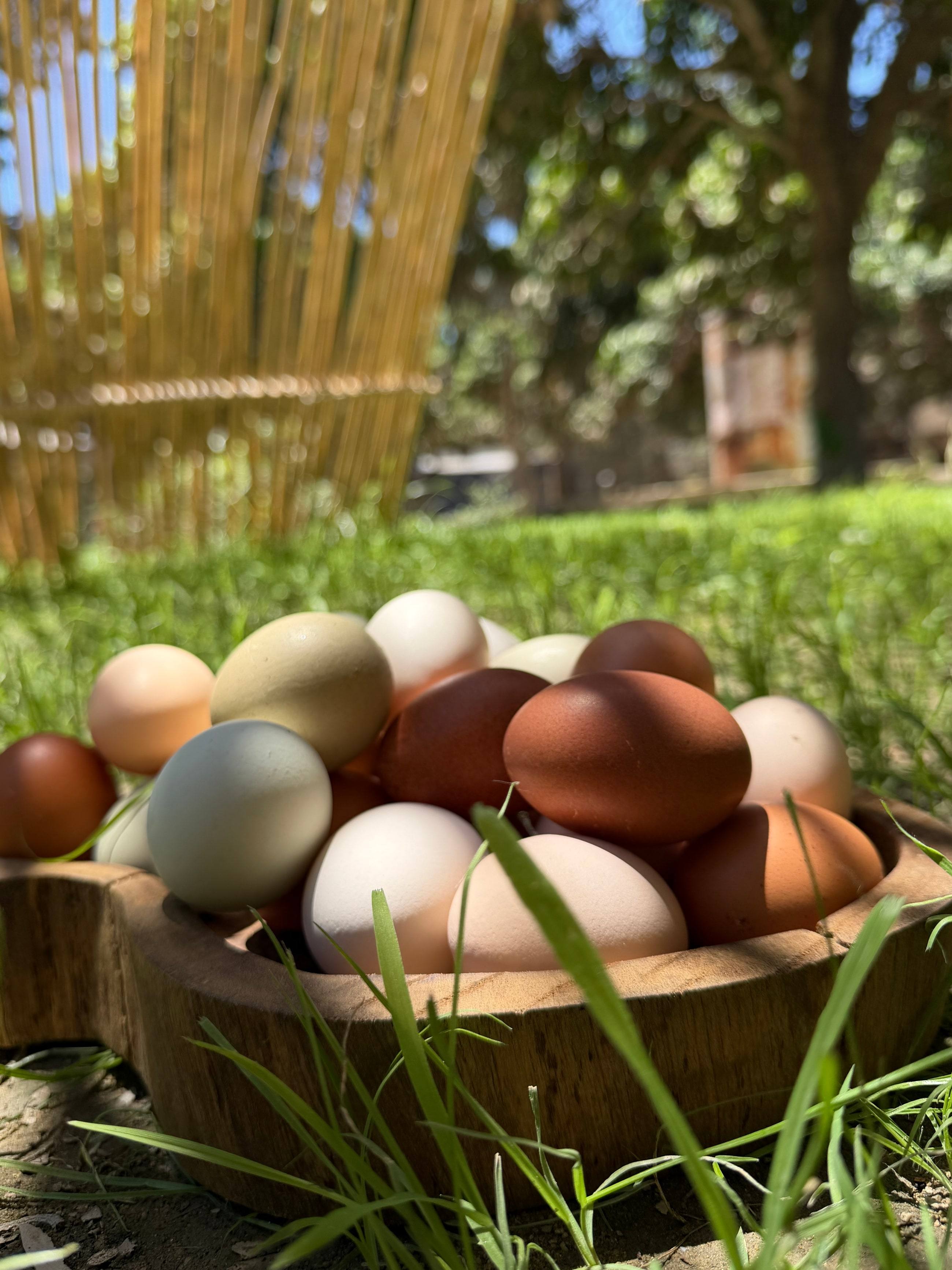 Freshly collected Orchard eggs in a wooden bowl, in the grass beneath the mango trees.