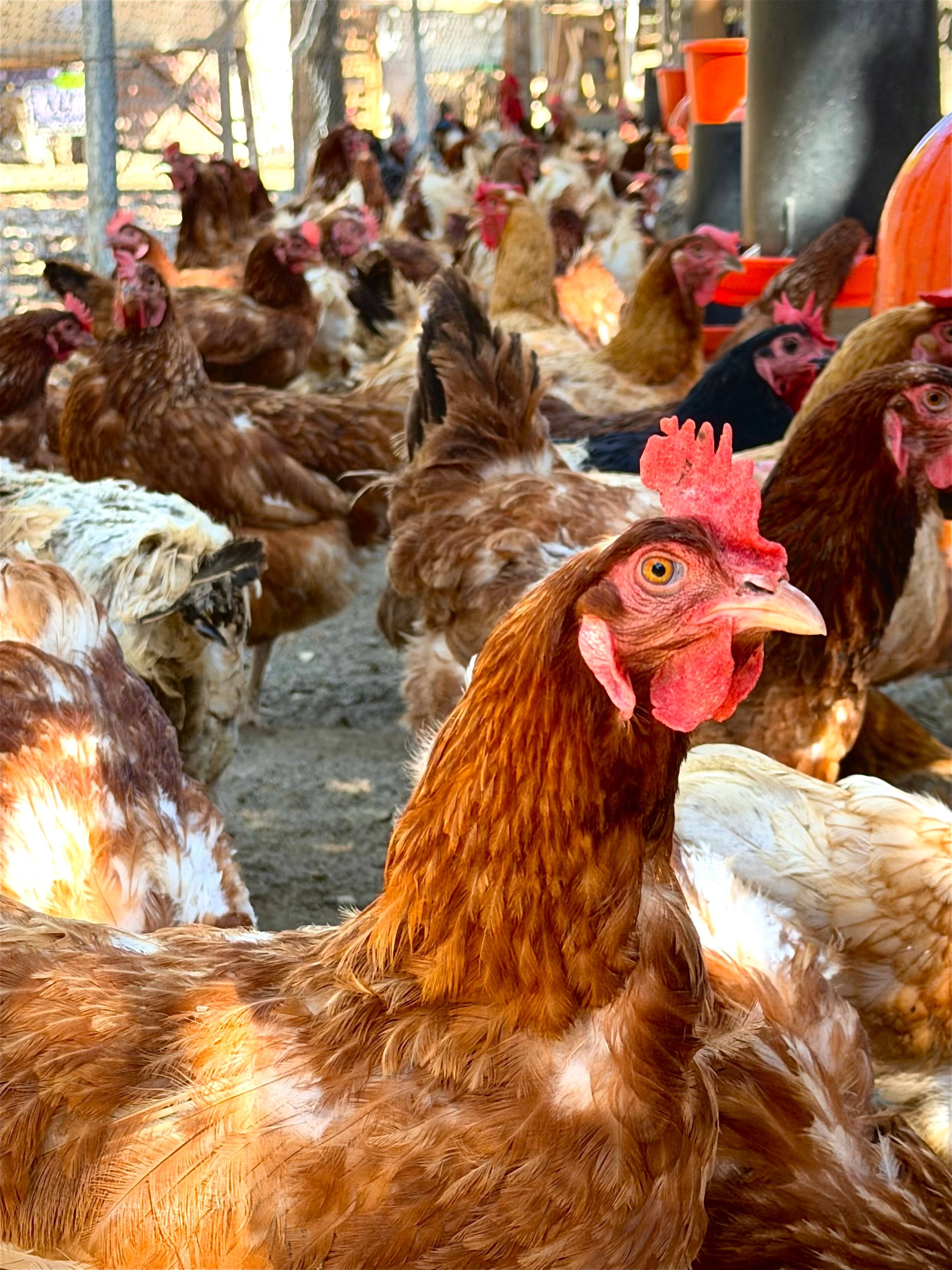 Orchard's laying flock in warm late-afternoon light, one russet hen turned toward the camera.