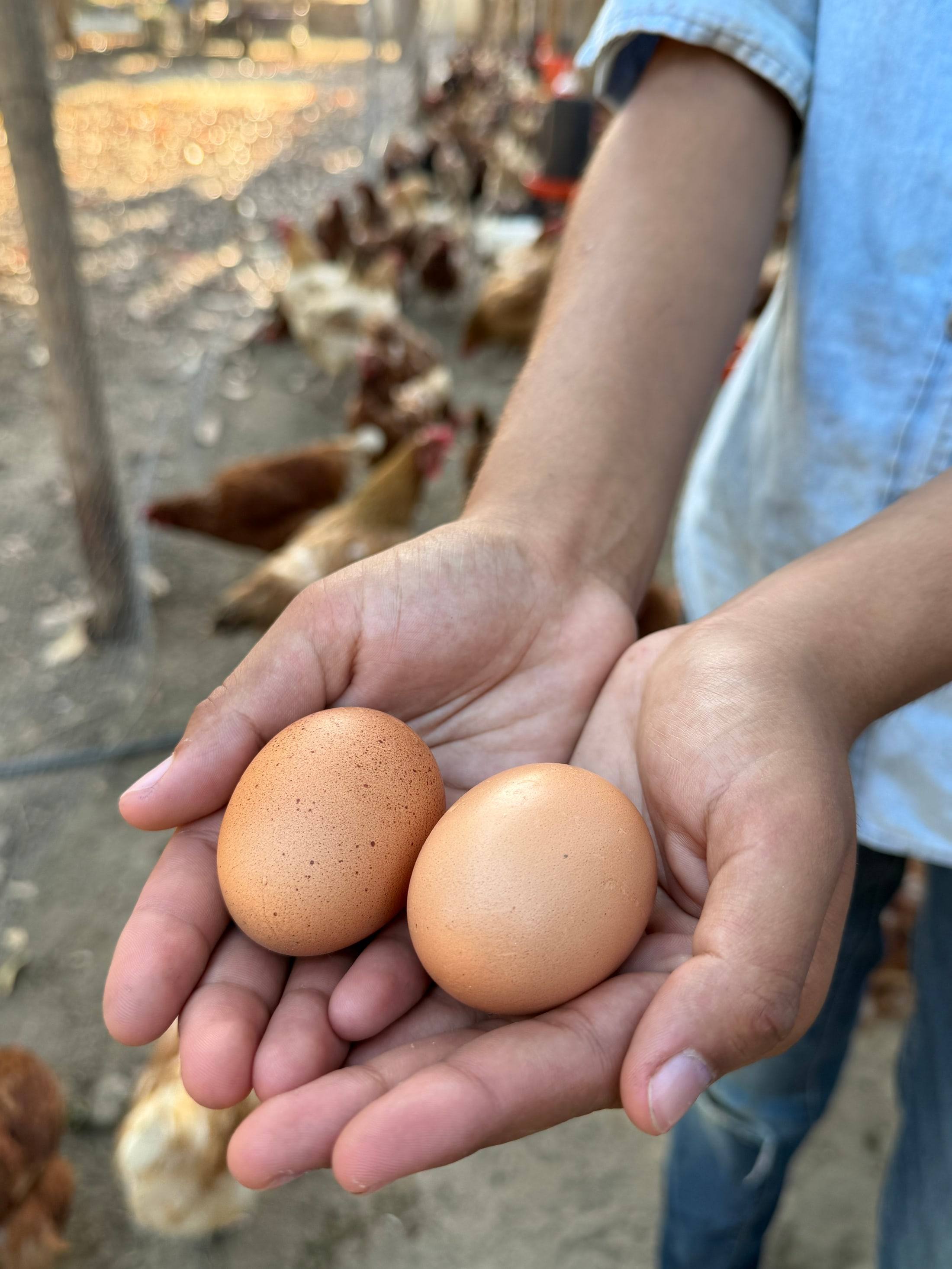 Two freshly collected brown eggs cupped in a pair of hands, the flock behind.