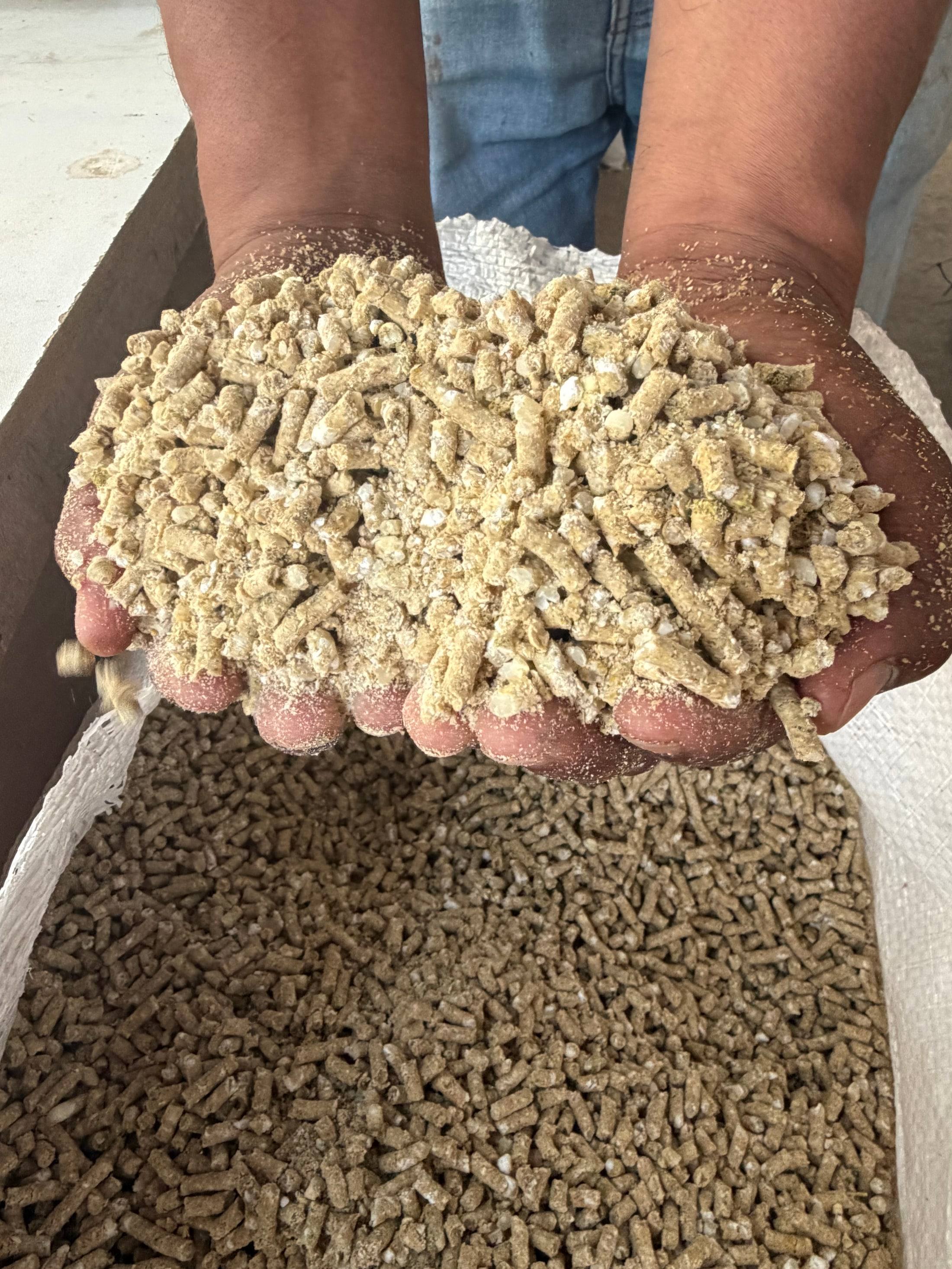 A double handful of Orchard's own pelleted feed lifted from the sack it was milled into.