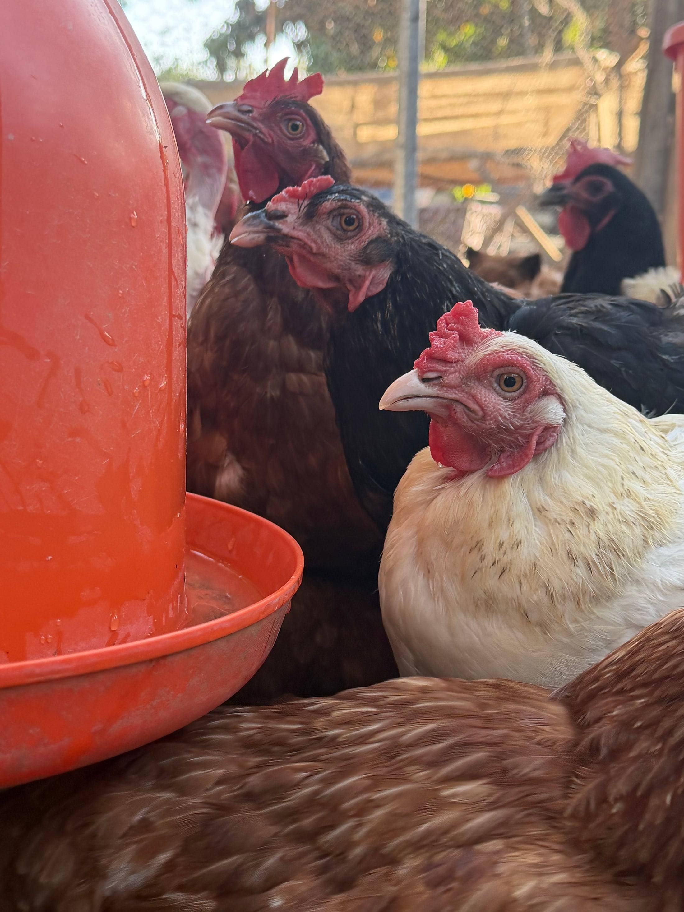 Hens gathered around a bright waterer on the Orchard farm, one white hen in the foreground.